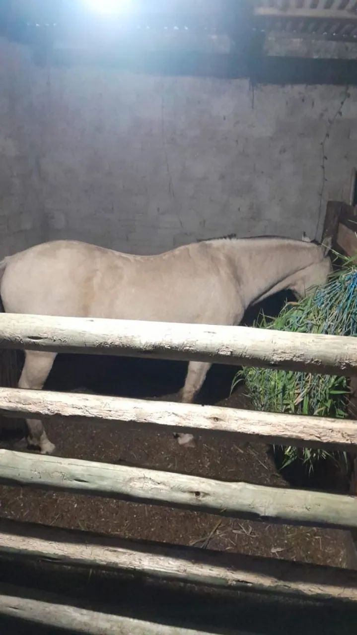 Cavalo  - Foto 2