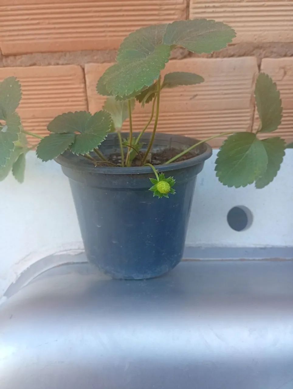 Vendo mudas de morango - Foto 2