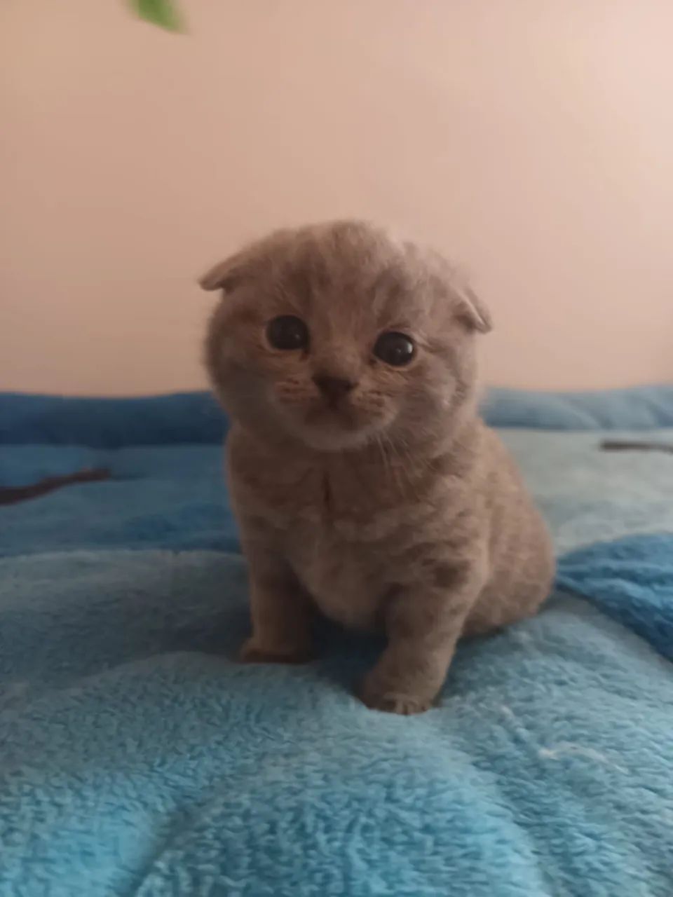 Scottish fold o gato da orelha dobrada  - Foto 4