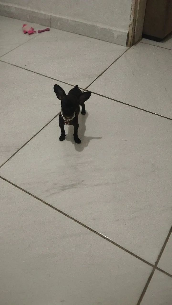 Cachorro 