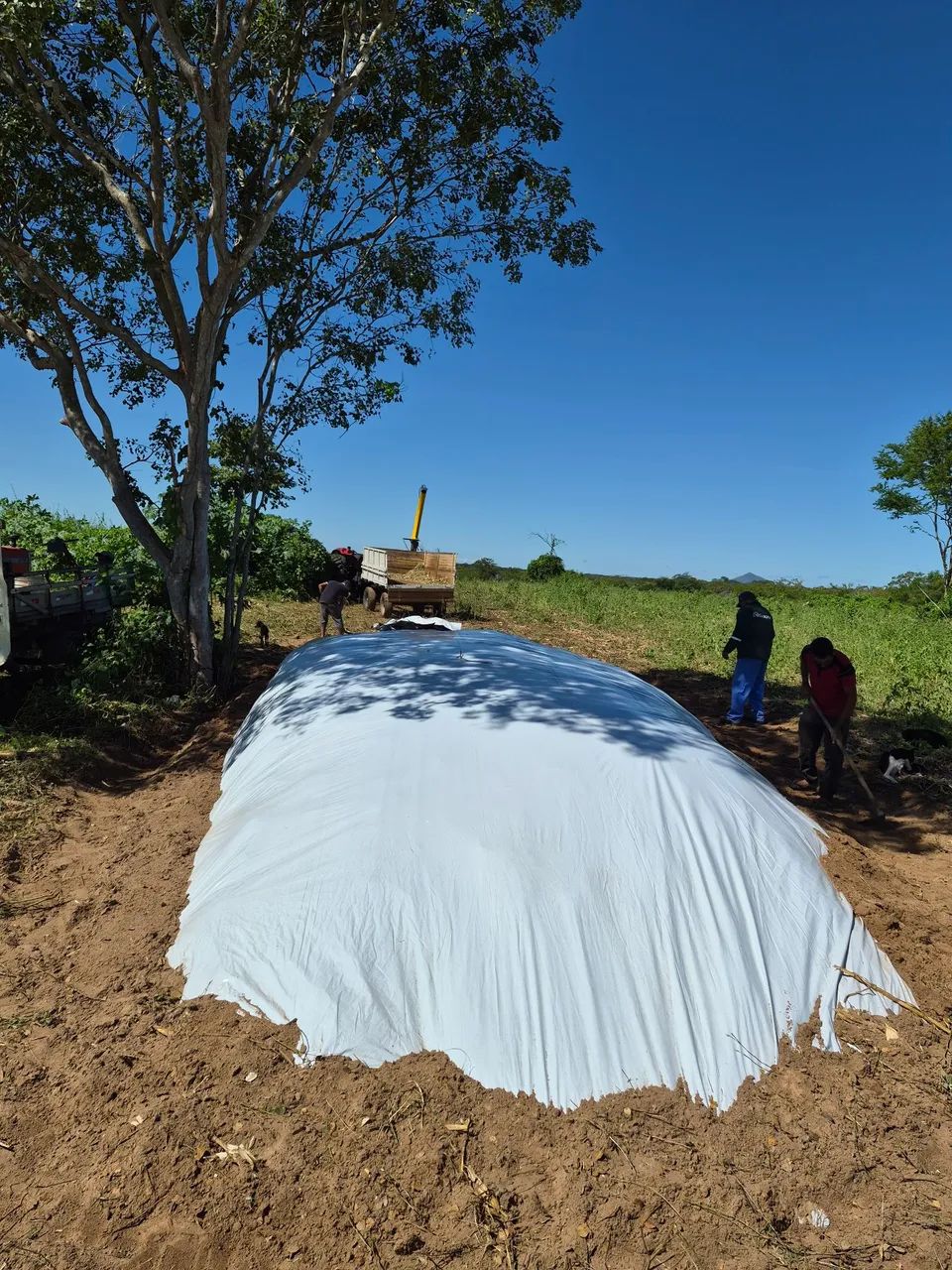 Silagem de milho e sorgo. - Foto 2