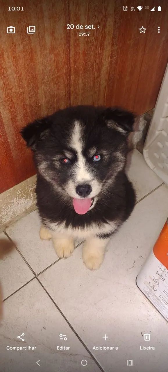 Husky siberiano  - Foto 3