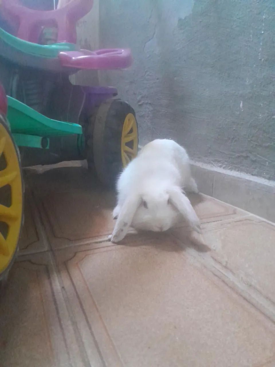 Coelhos mini loop  - Foto 4