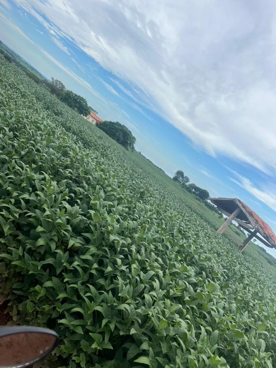 Fazenda 55 Alqueires - Lavoura! - Foto 5
