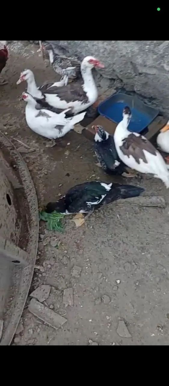 Patos e outras aves - Foto 2