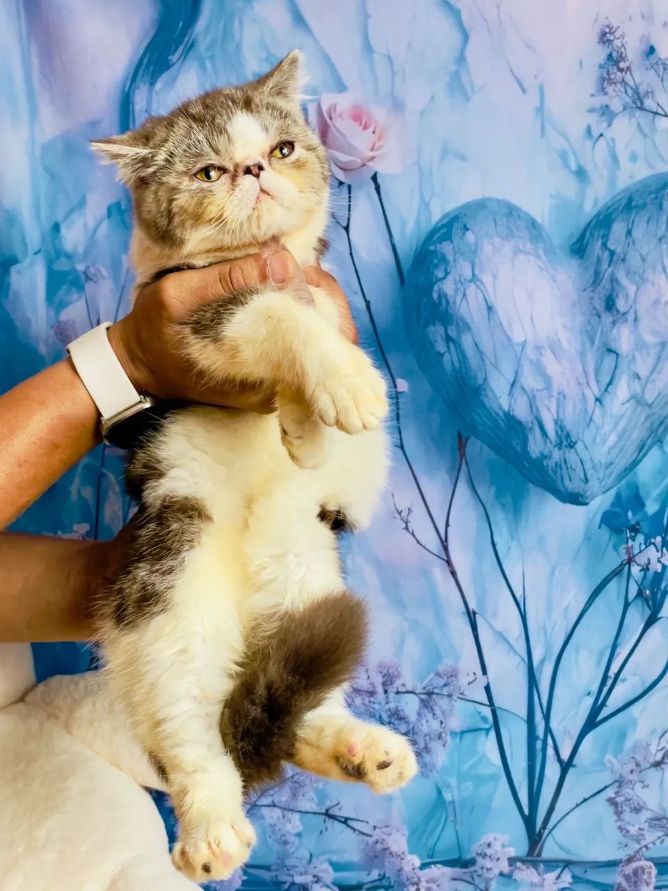 Gato exótico persa  - Foto 5