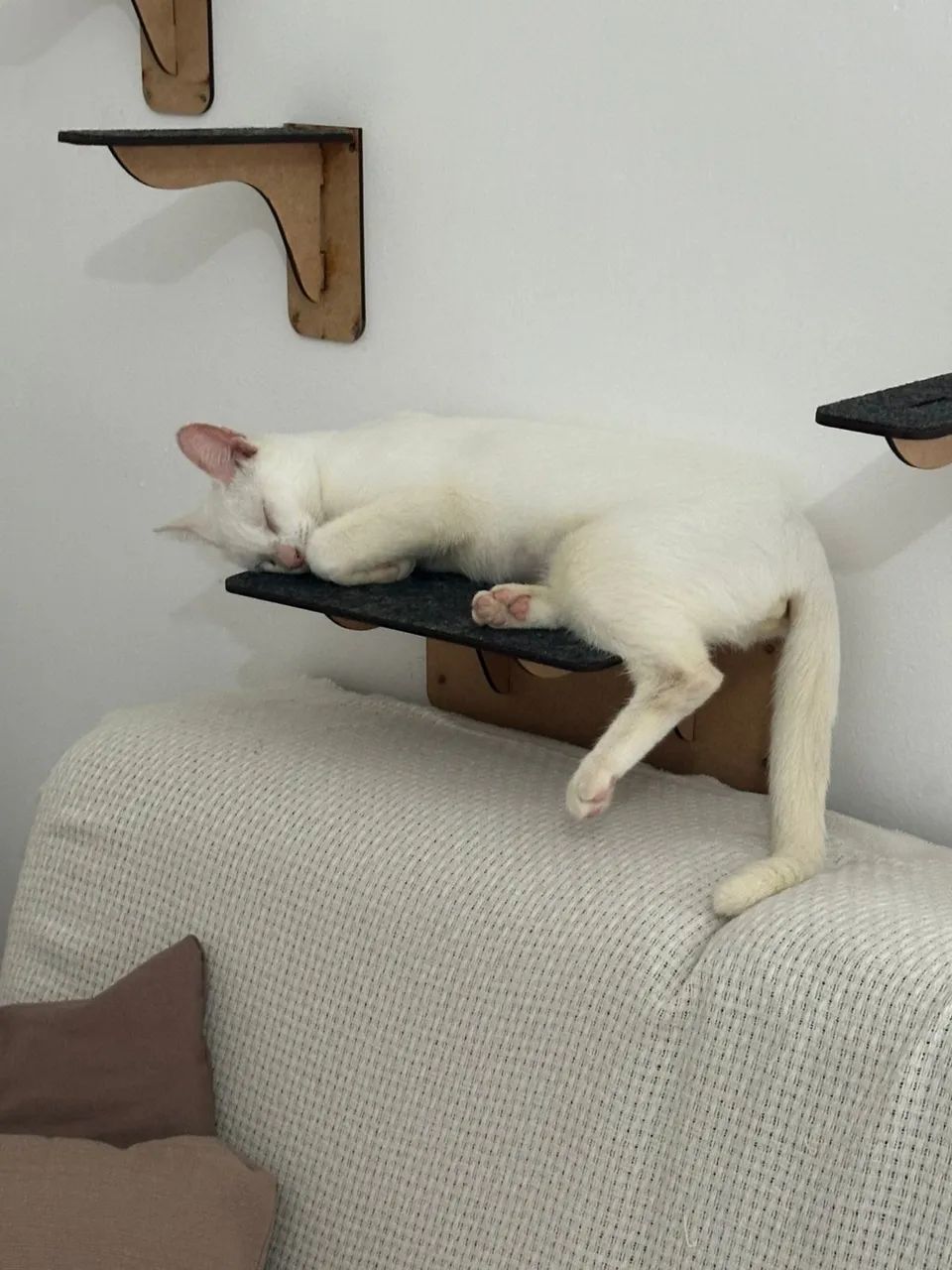 Gatinha para adoção  - Foto 4