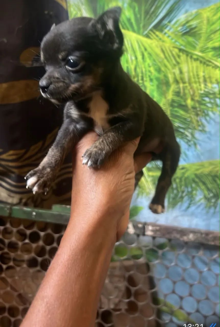 Pincher zerinha. 650.00