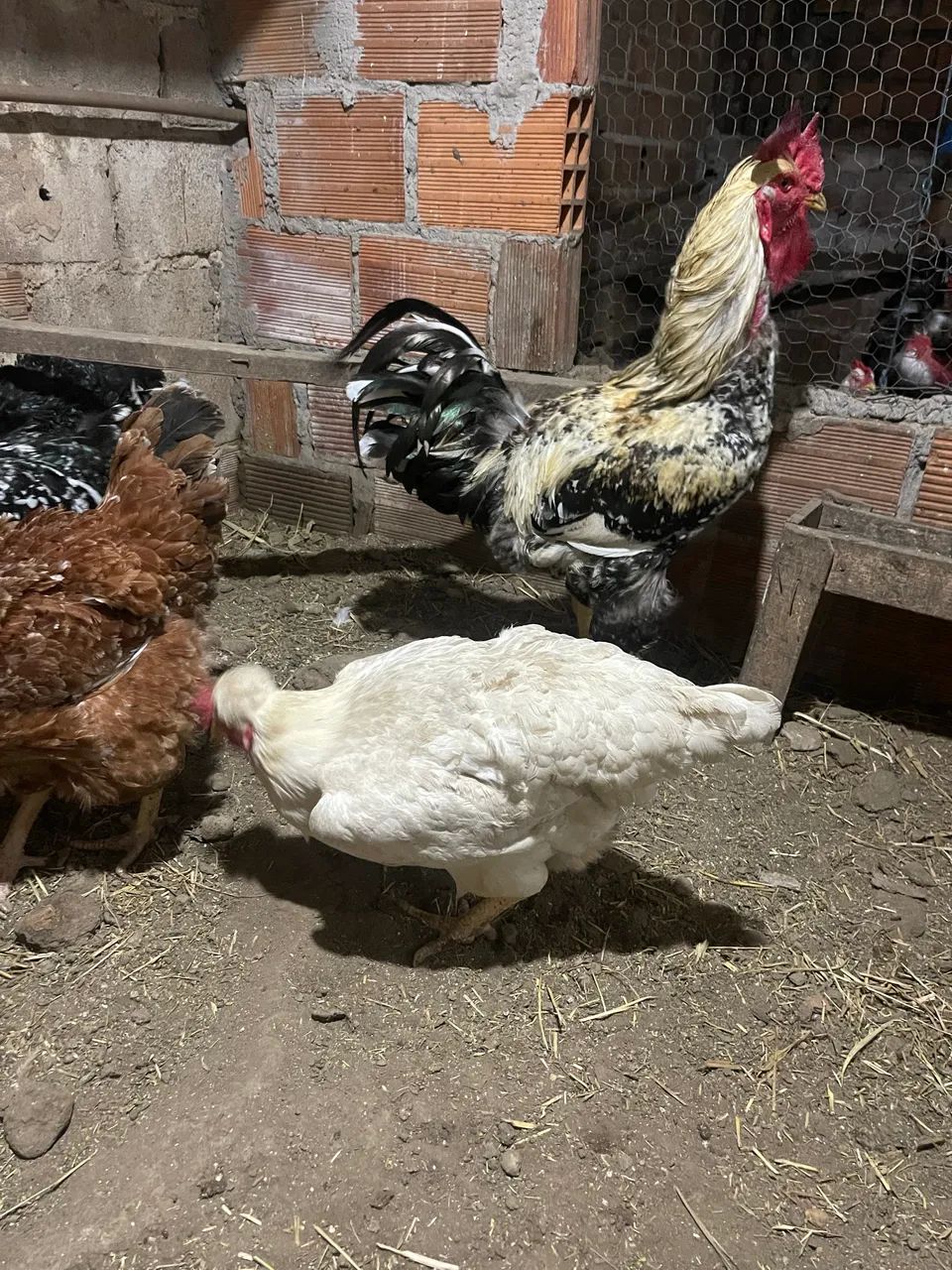 Frangos e ovos polacos com Gsb  - Foto 4