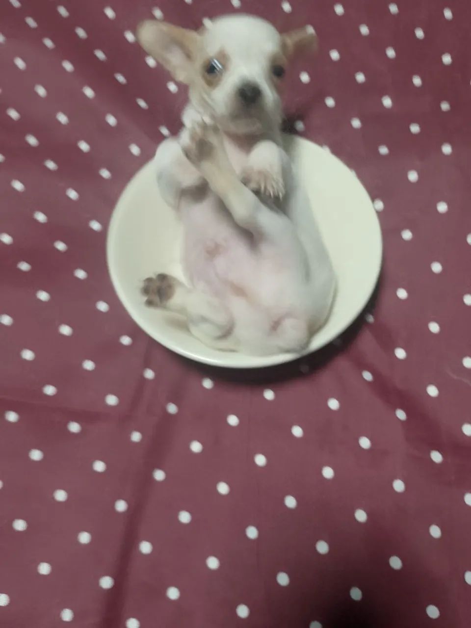 Pinscher 0 - Foto 3