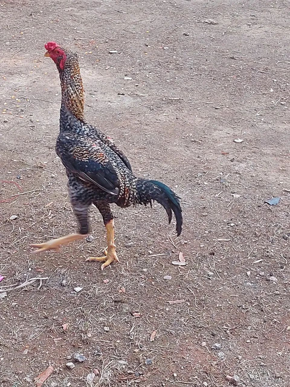 Galos ?  - Foto 4