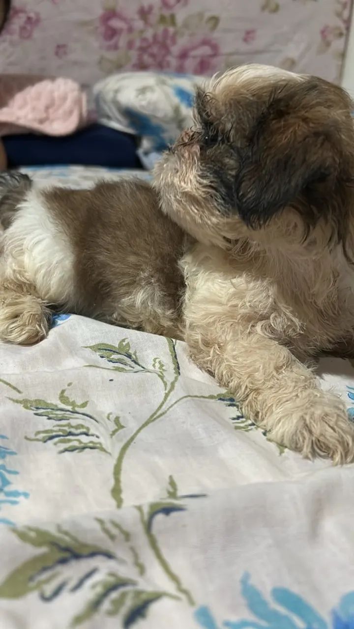 Cachorro  Shitzu 