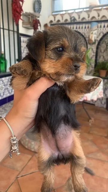 poodle x york lindos e peludos  - Foto 4