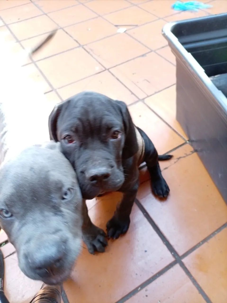 Filhote femea de Cane Corso - Foto 3
