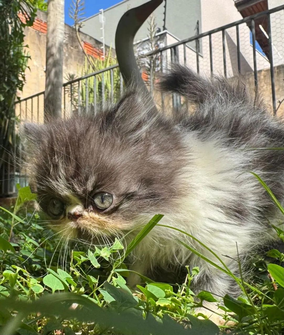 Gatos Persas  - Foto 4