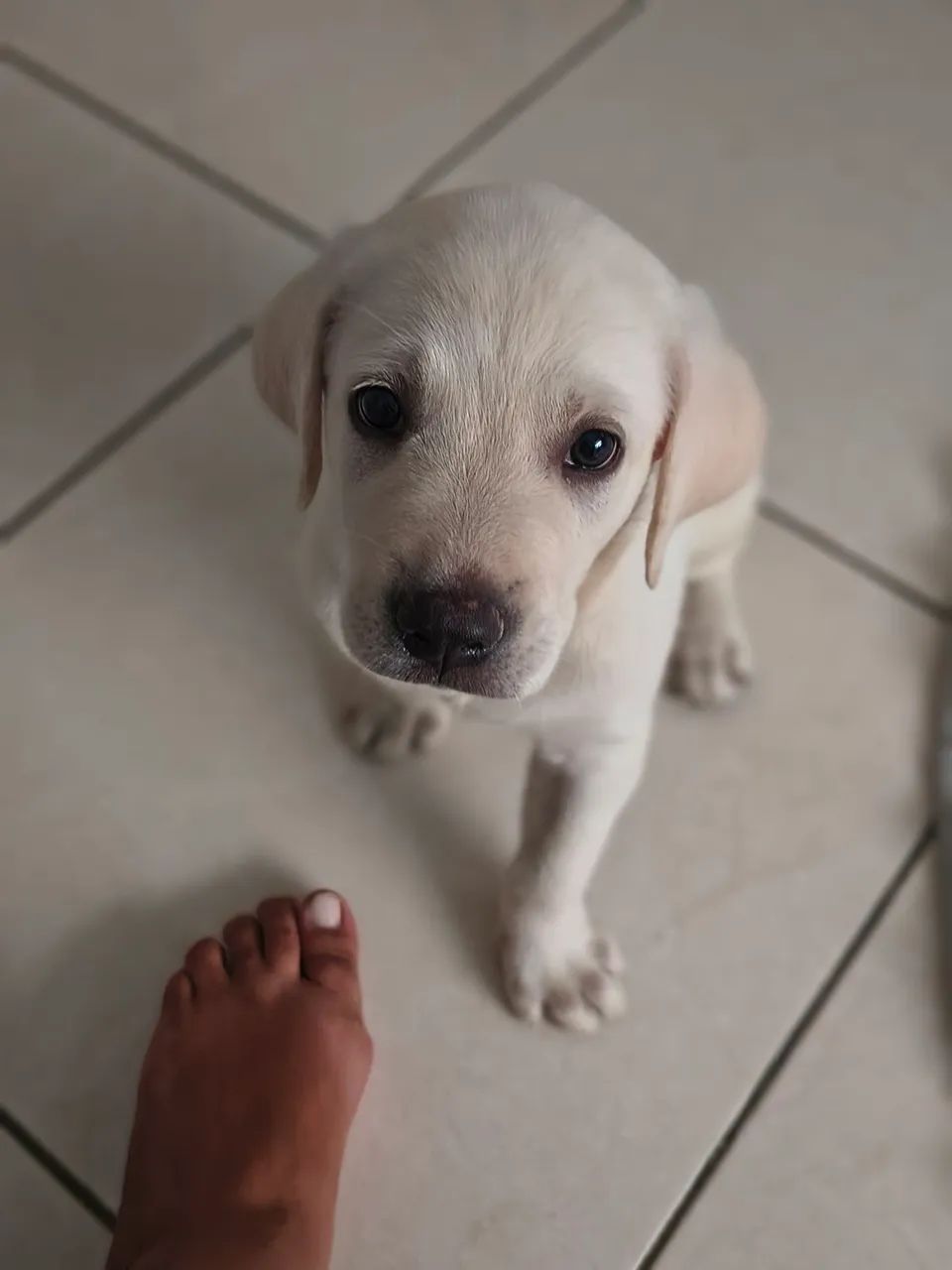 vendo filhote de Labrador Puro  - Foto 4