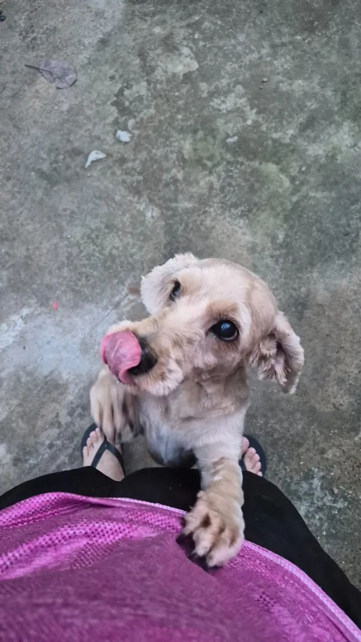 procura-se cachorro - Foto 3