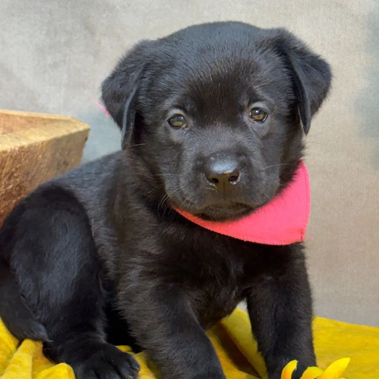 Labrador Retriever Black/ Machinho 