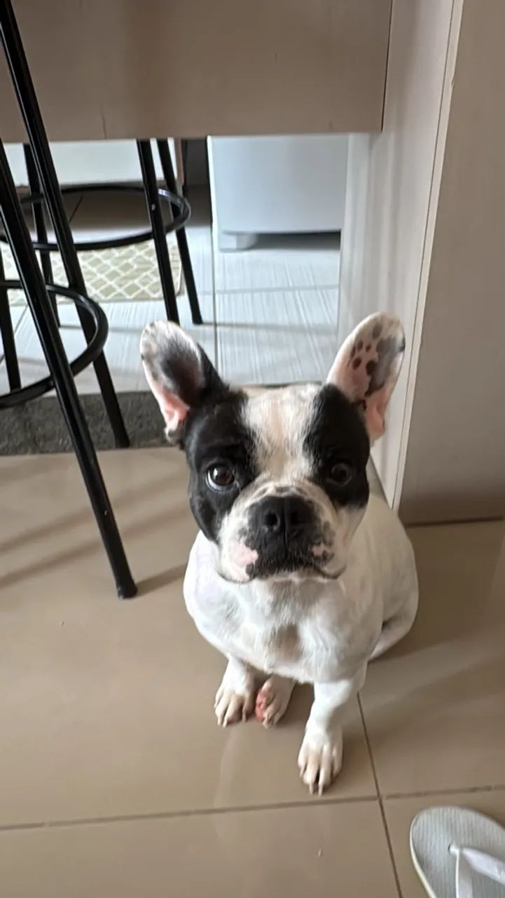 Buldogue francês  2.000