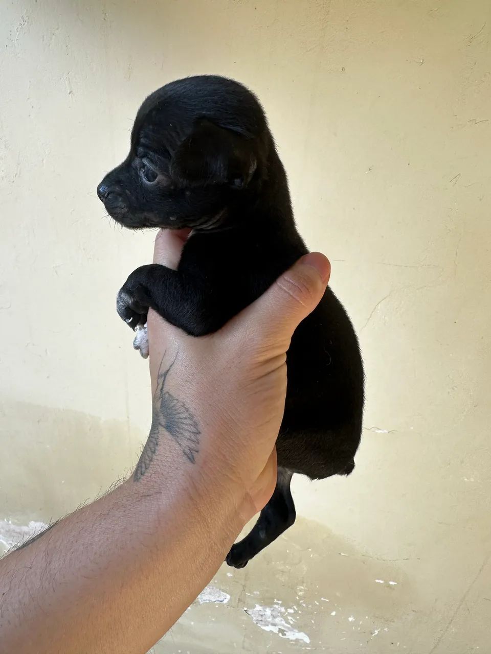Pinscher 1 macho  - Foto 3