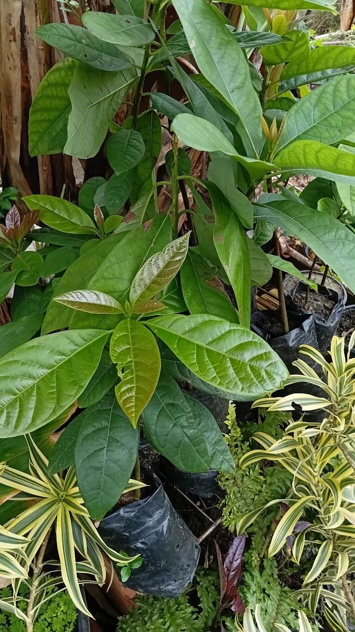 Frutíferas 