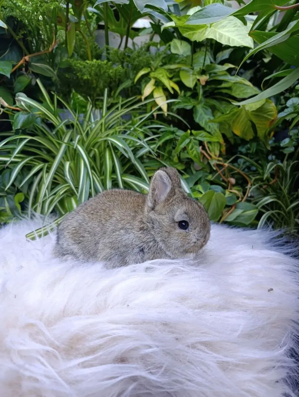 Coelho netherland Dwarf