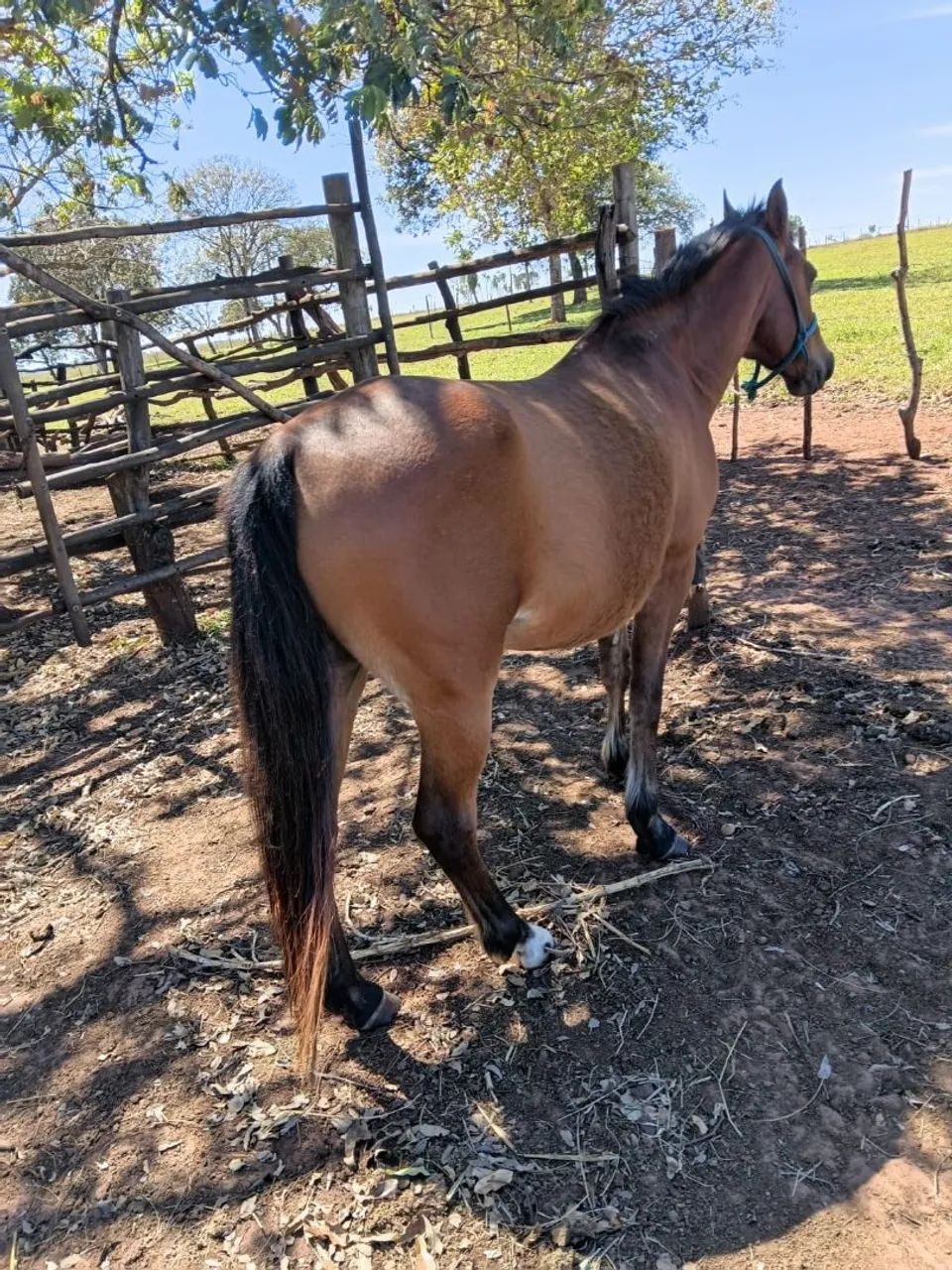 Cavalo - Foto 2