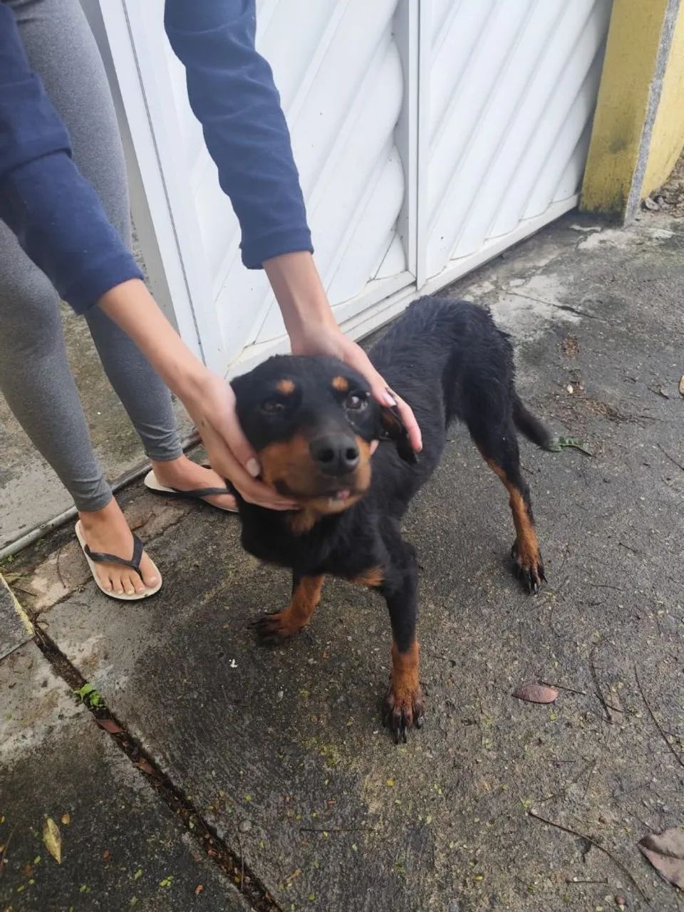 Doação cachorra - Foto 3