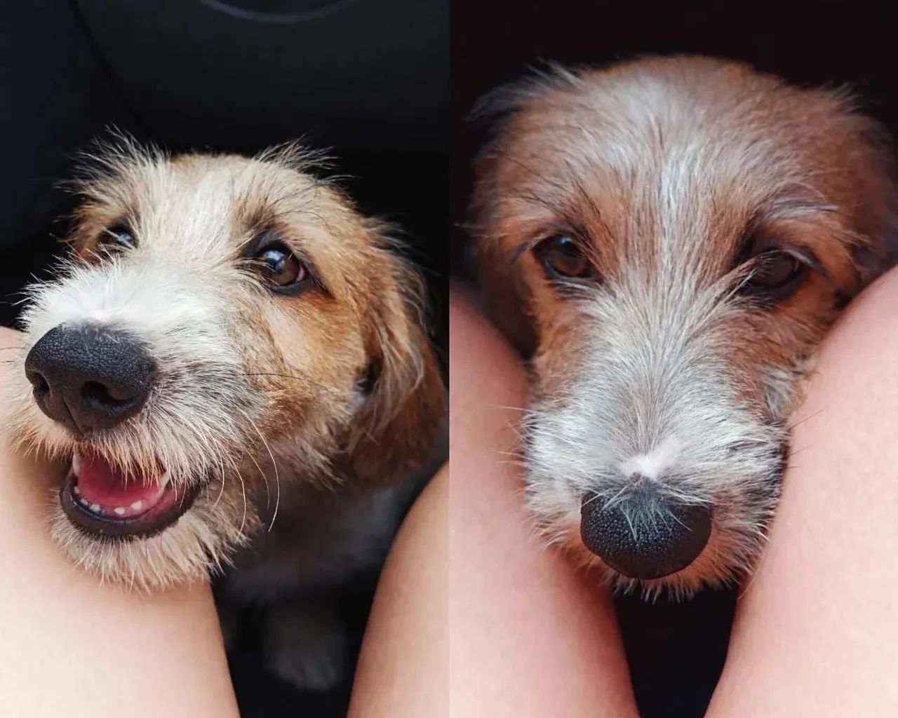 Doação Cachorro de 8 Meses - Foto 2