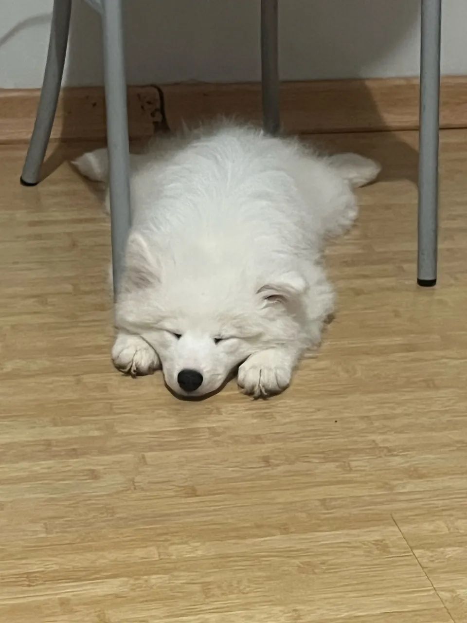 Filhote de samoieda fêmea  - Foto 2