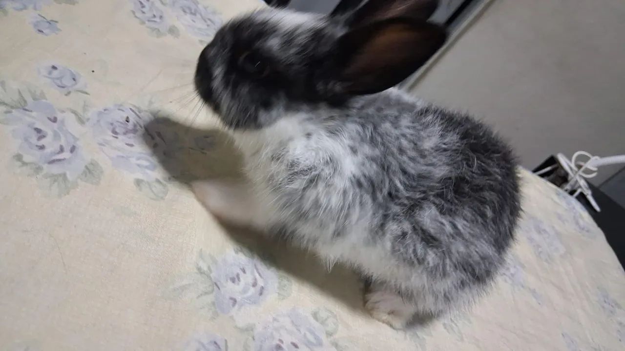 Filhote de coelho - Foto 4