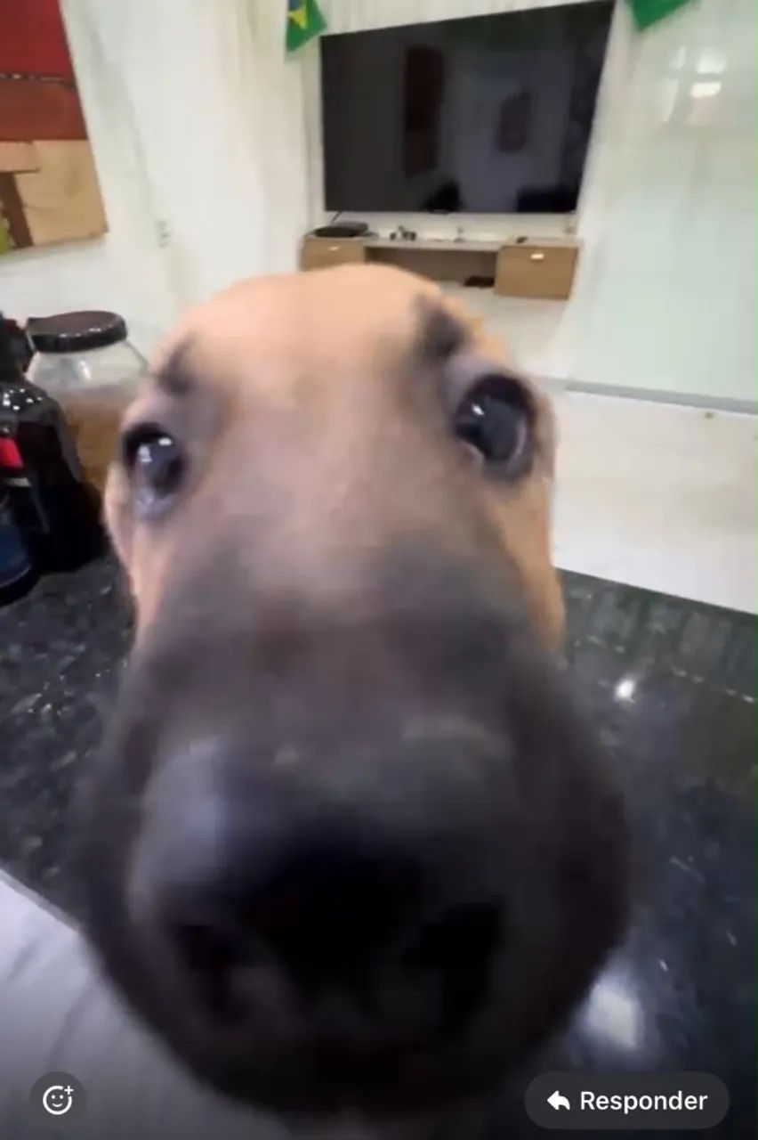 Doação de cachorras 