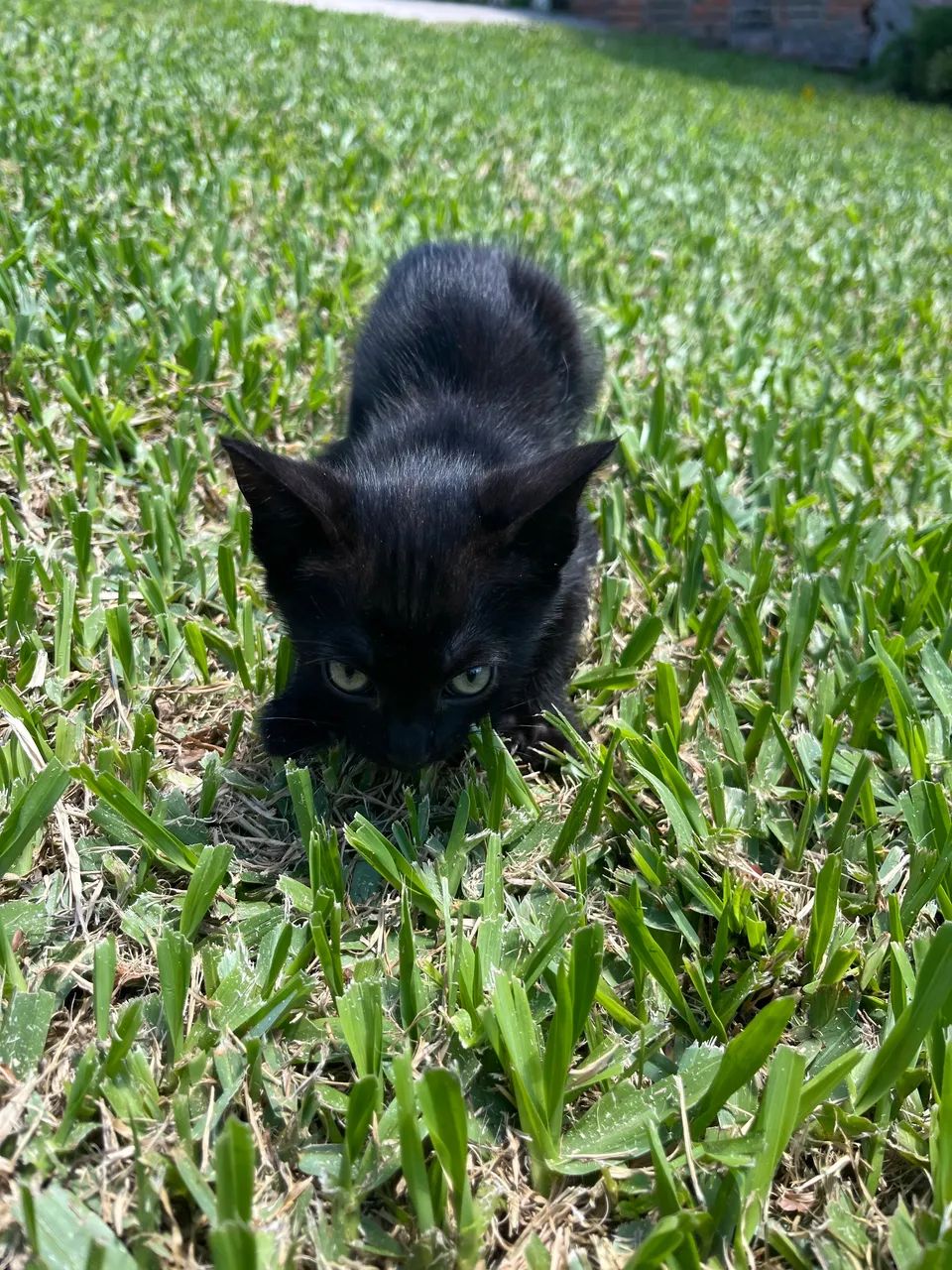 Gatos para doação  - Foto 4