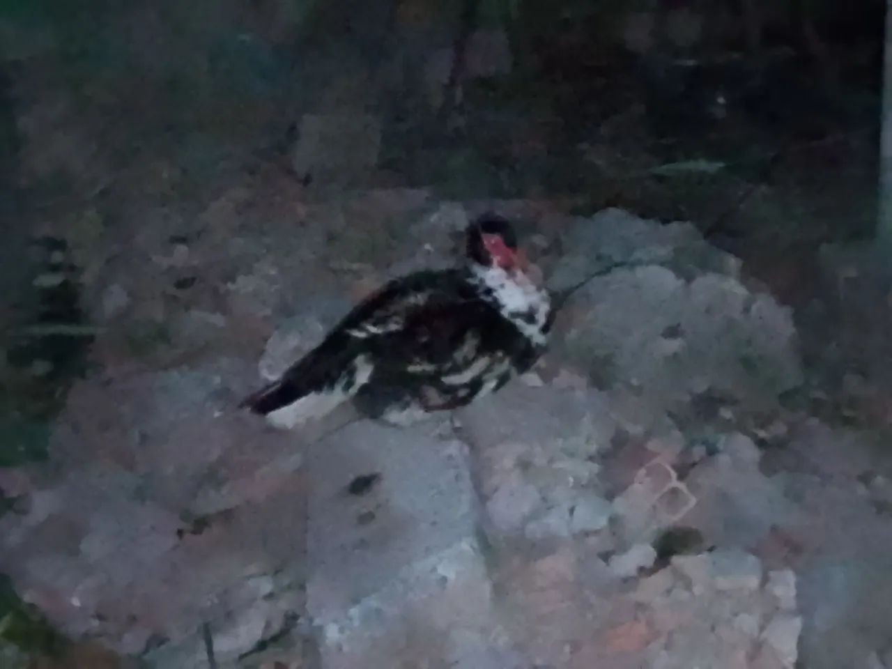 Patos - Foto 4