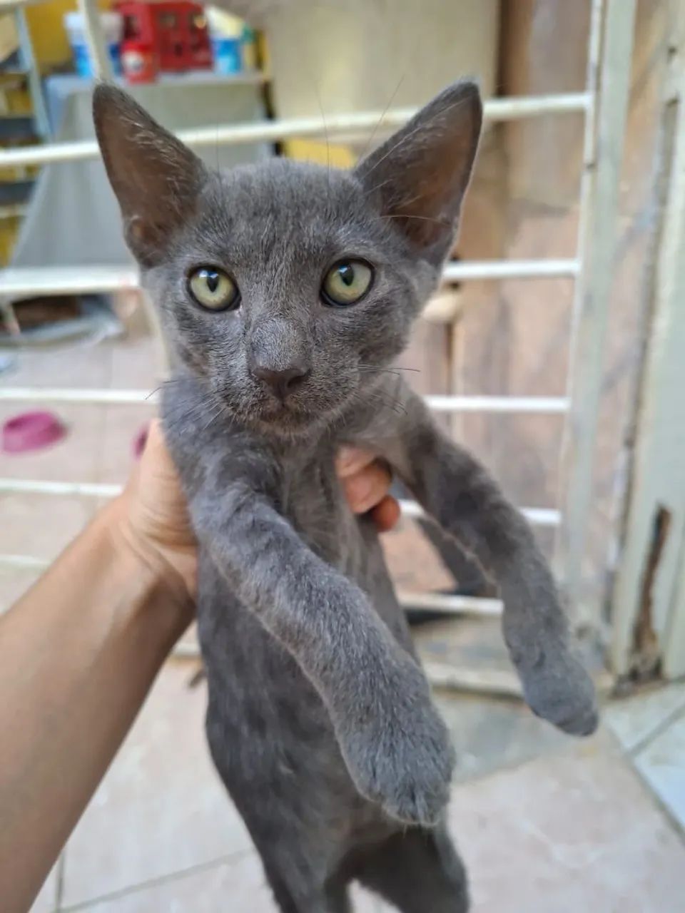 Gatos filhotes para adoção  - Foto 5