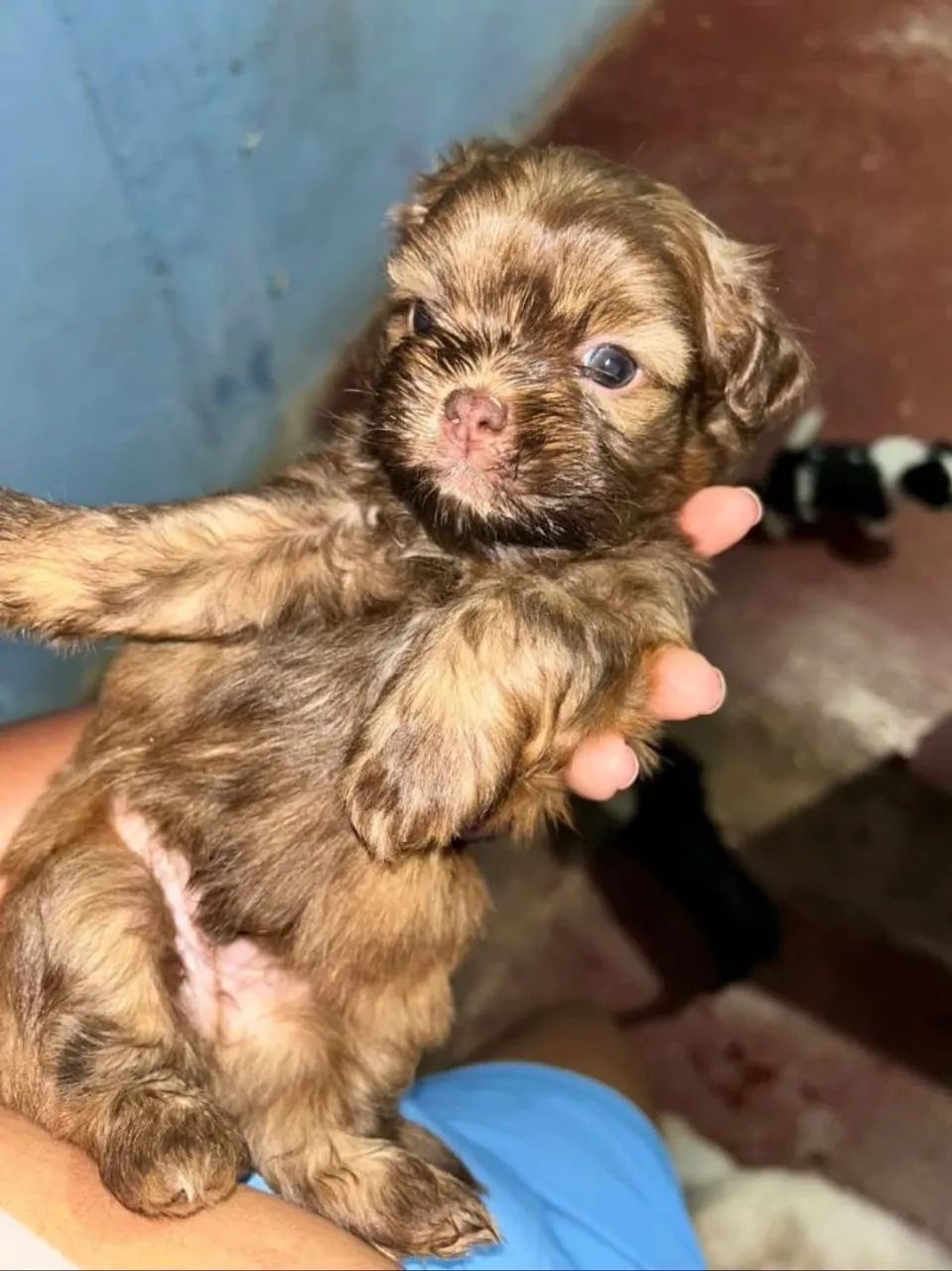 Cachorro  - Foto 3