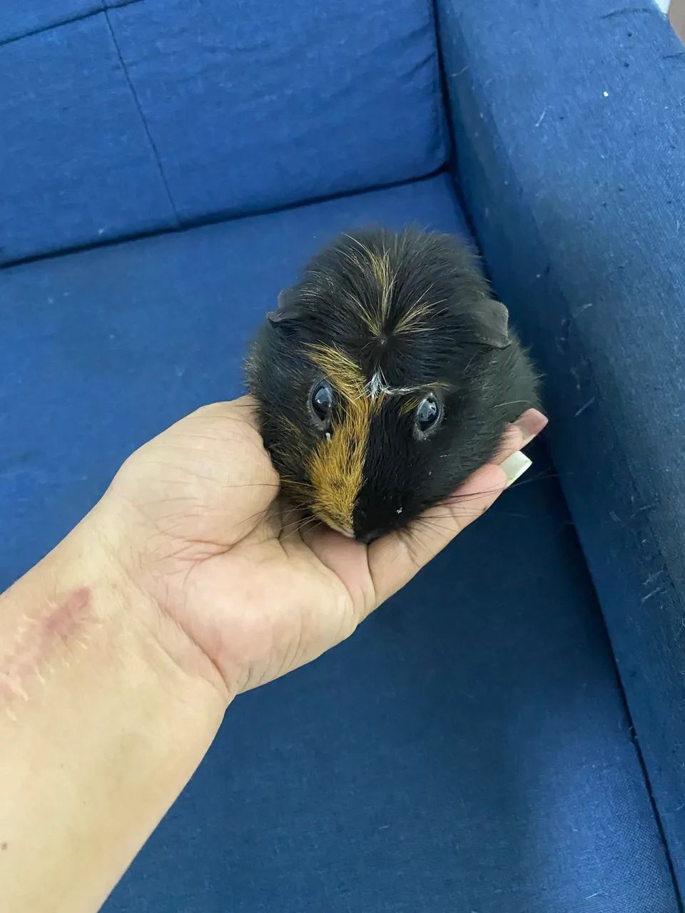 Vendo porquinho da índia com gaiola - Foto 4