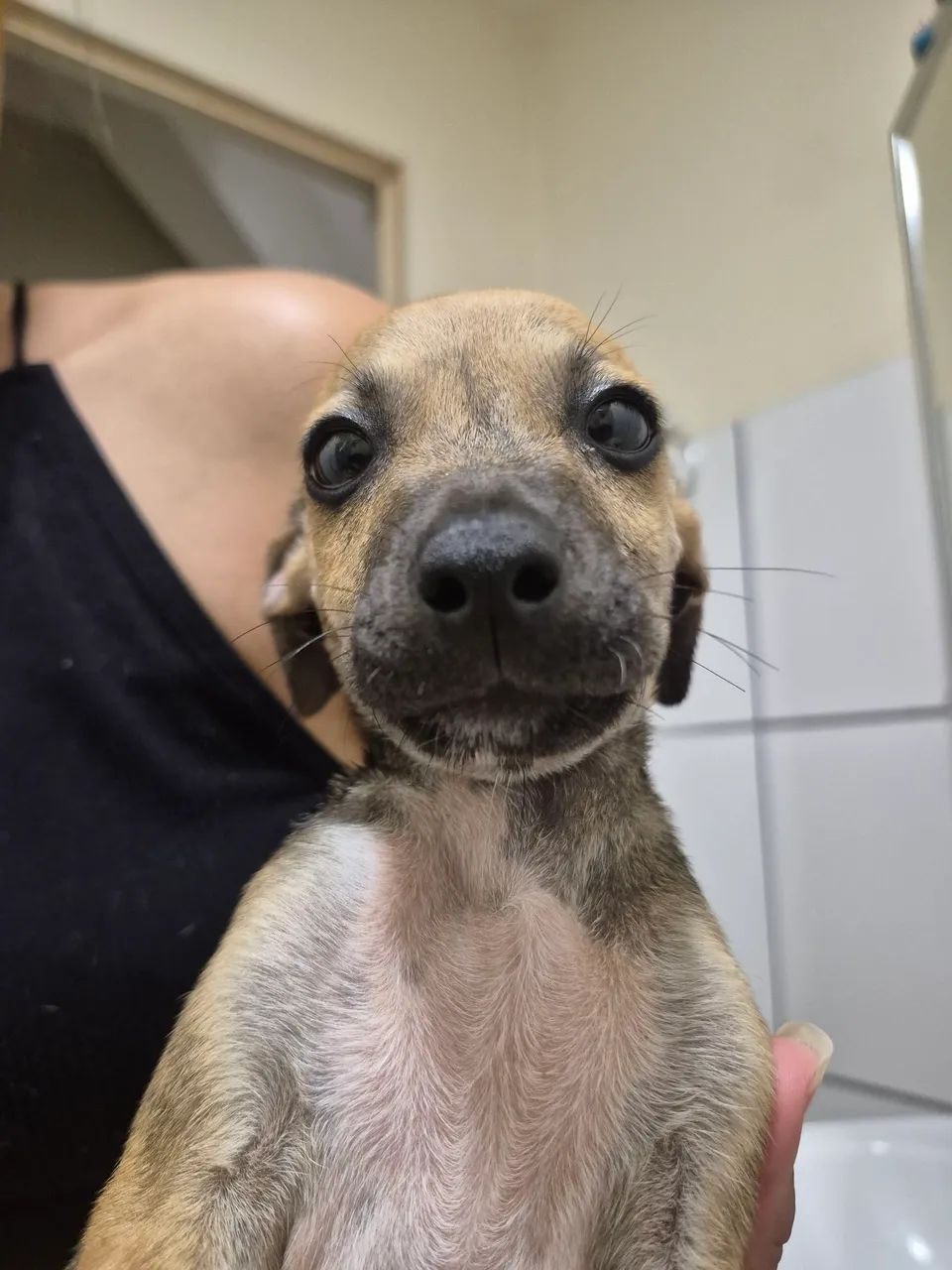 Cachorro para adoção - Foto 4