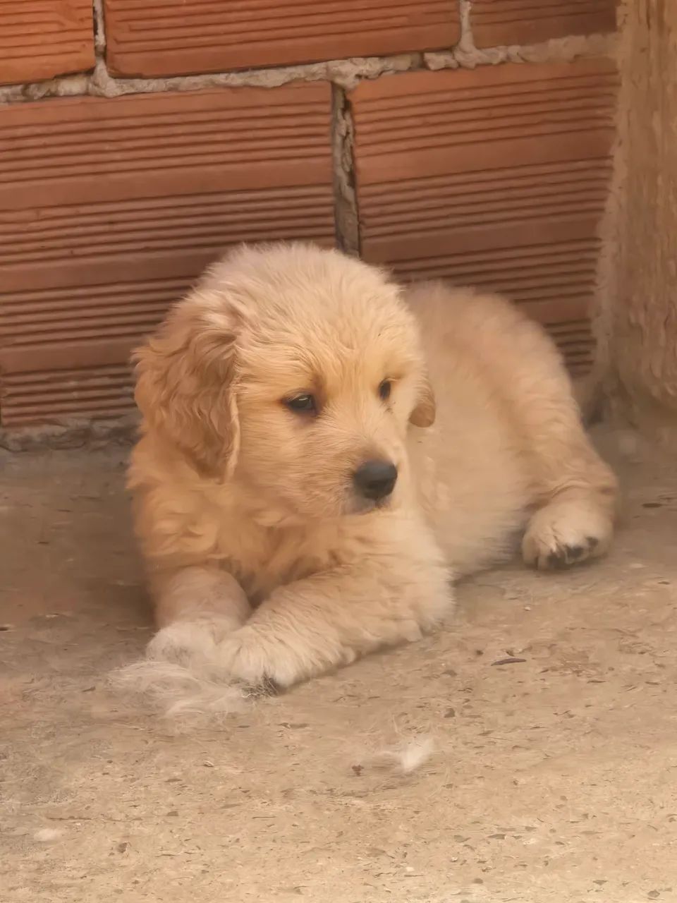 Golden retriever  - Foto 4