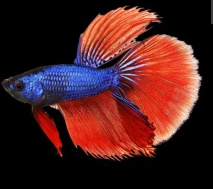 betta splendens - Foto 2
