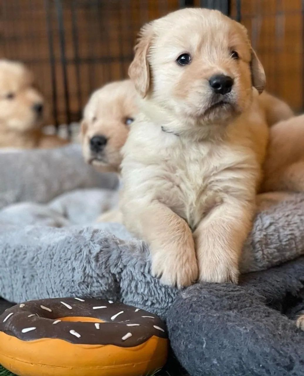 Golden retriever docil e saudavel 