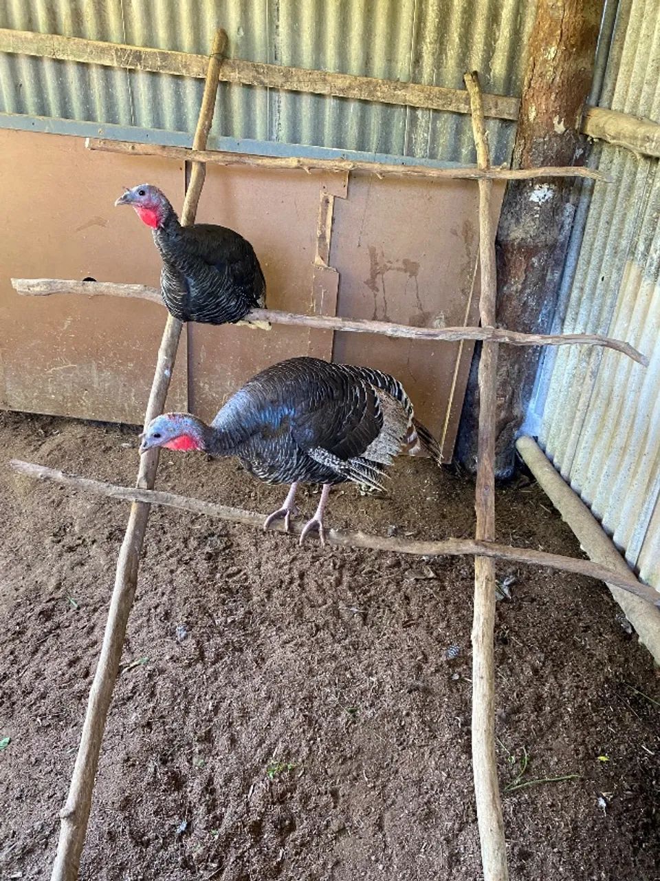 Peruas - Foto 2
