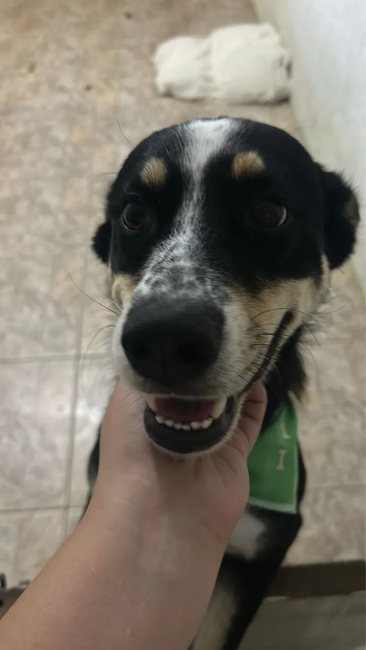 Doa-se cachorra  - Foto 3