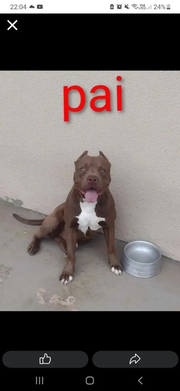 Pitmoster filhoteee