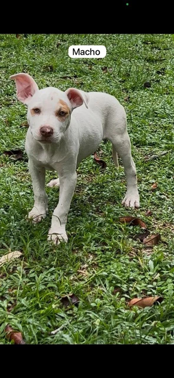 Filhotes de Pitbull - Foto 4