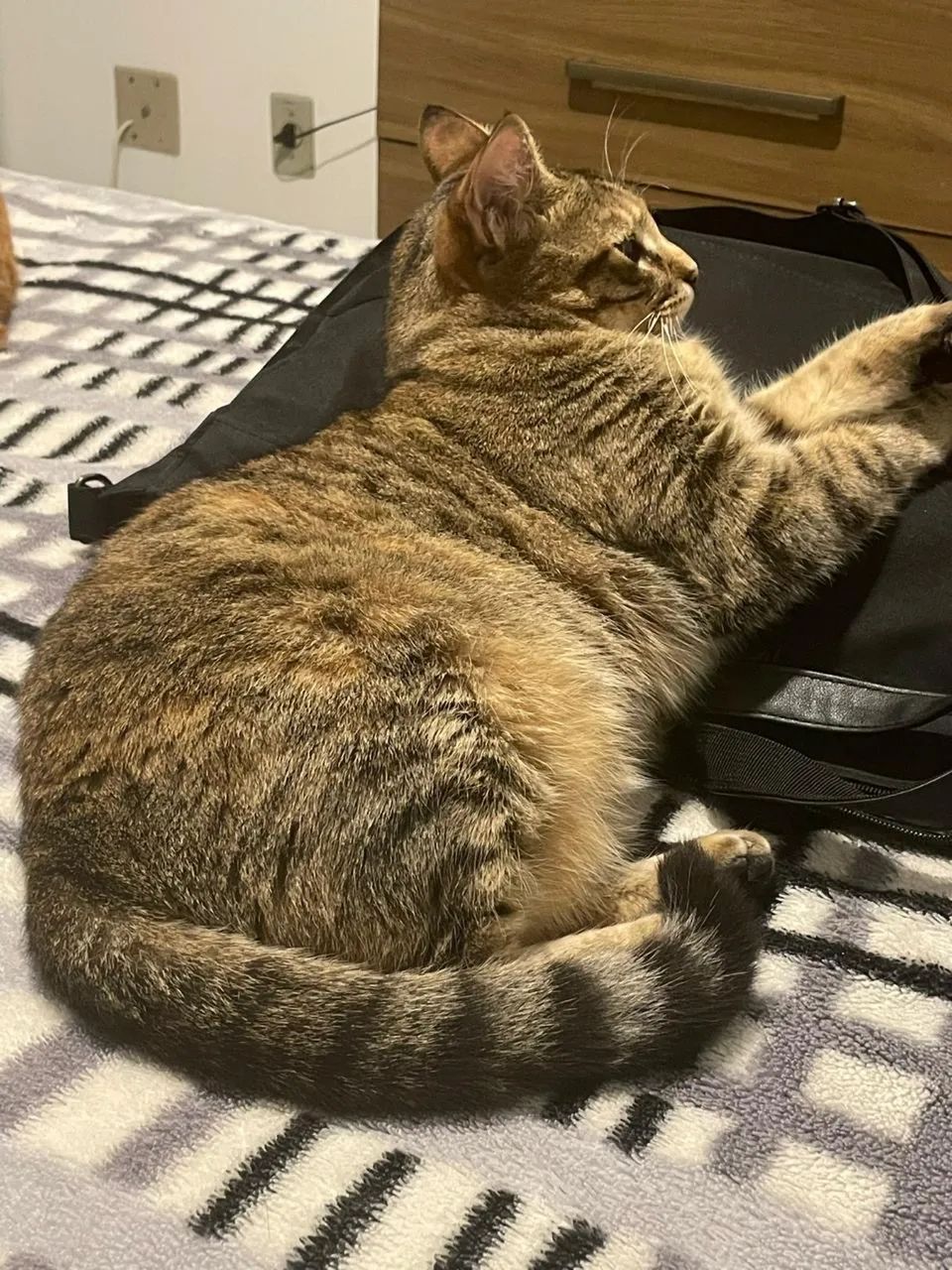 Doa-se gatas fêmeas castradas - Foto 3