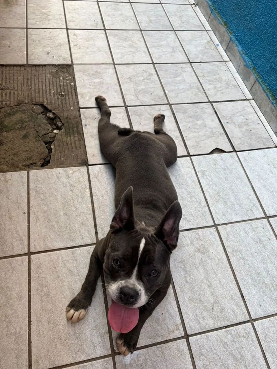 Cachorra American Billy  - Foto 4