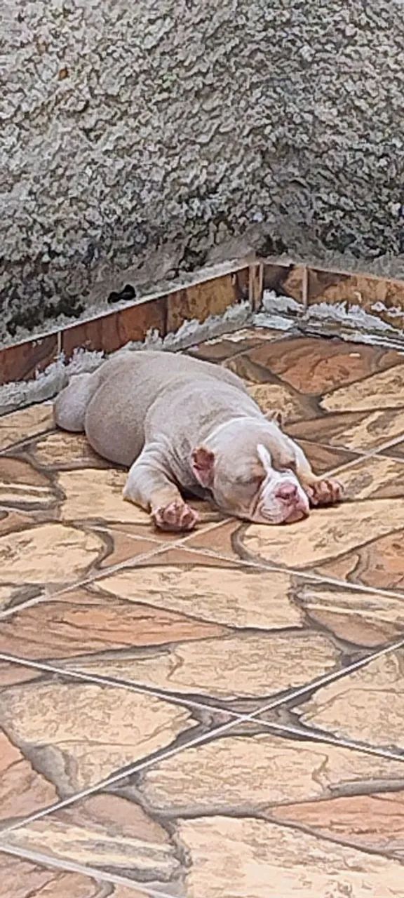 American bully micro macho - Foto 4