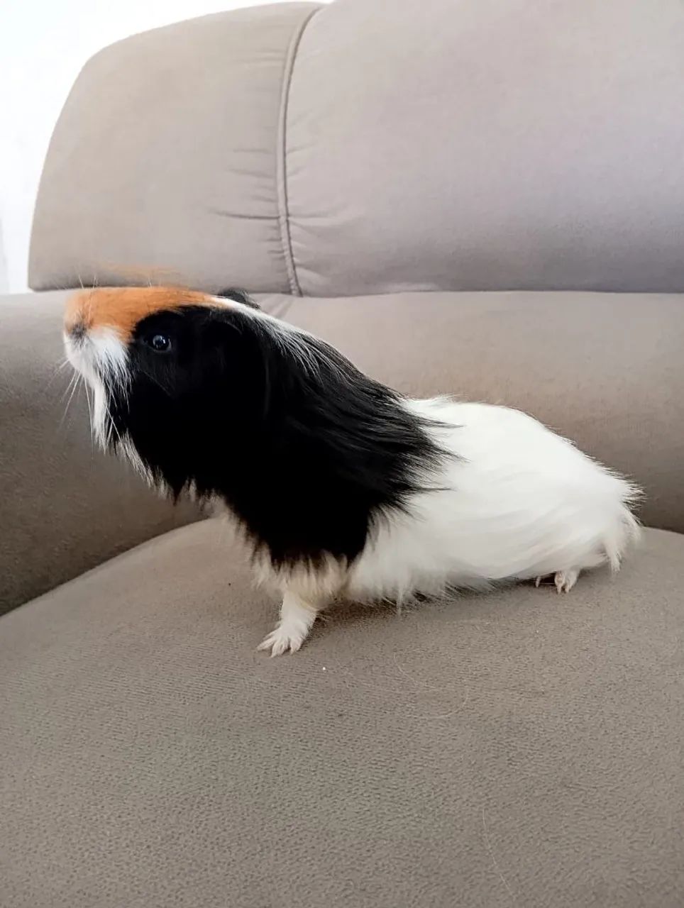 Vendo Porquinhos Da Índia 