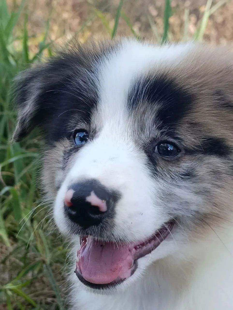 Border Collie  - Foto 5